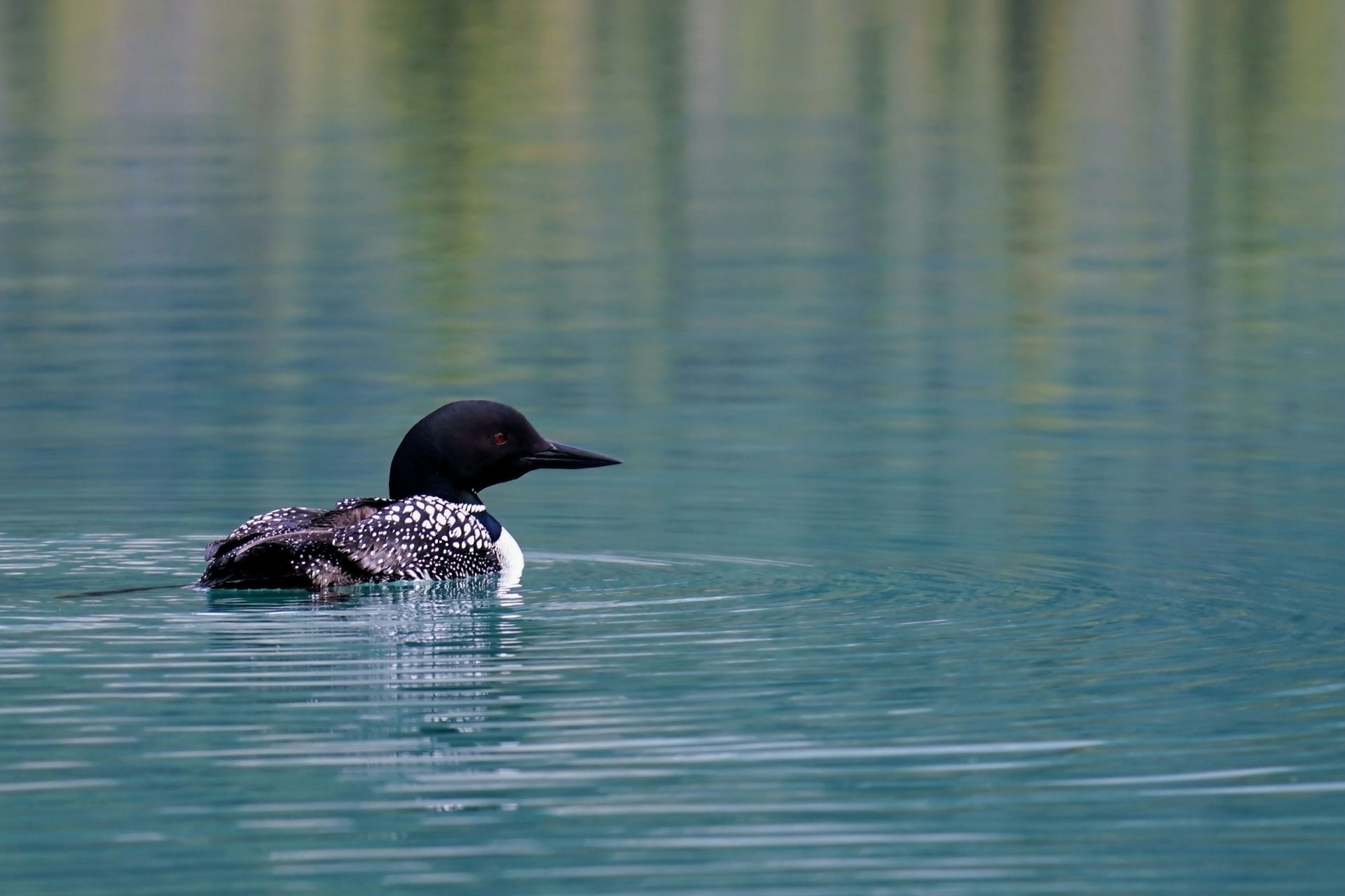 Beer Lake Property Ontario