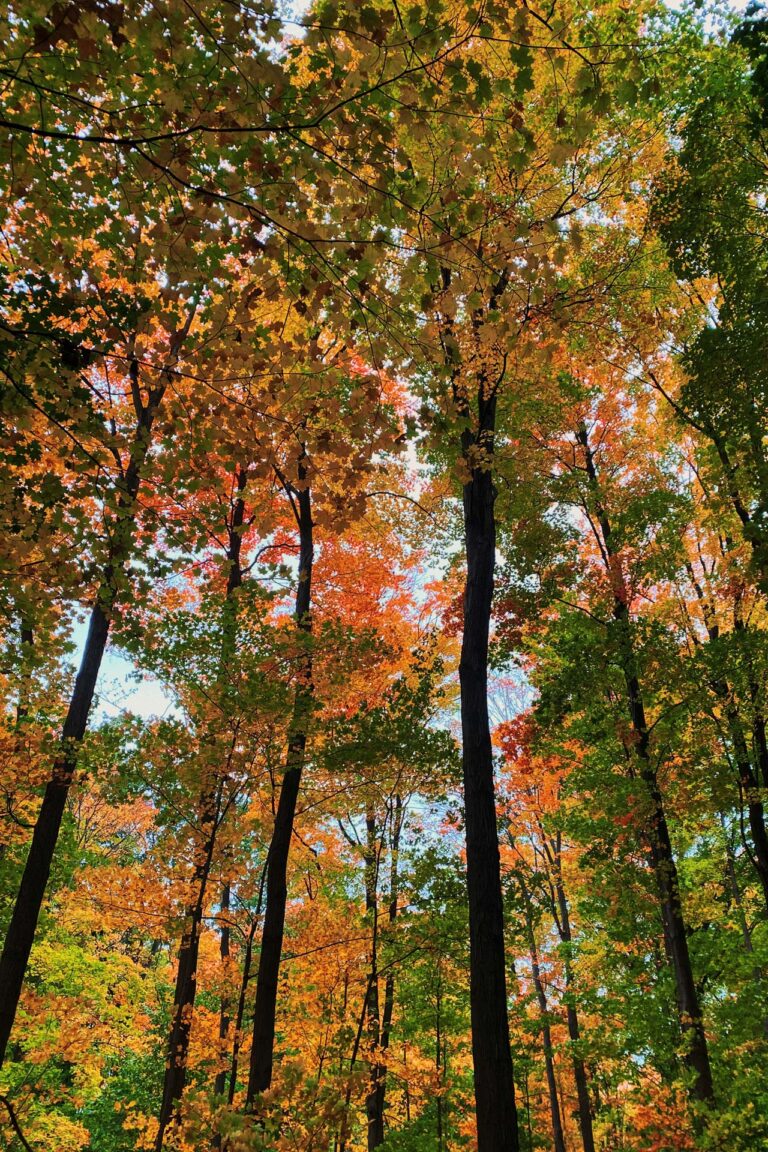 Beer Lake Estate Property Ontario